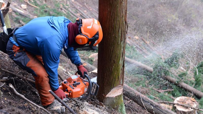 Save the Decaying Forestry Industry! New Challengers Inheriting "Tokyo's Trees"