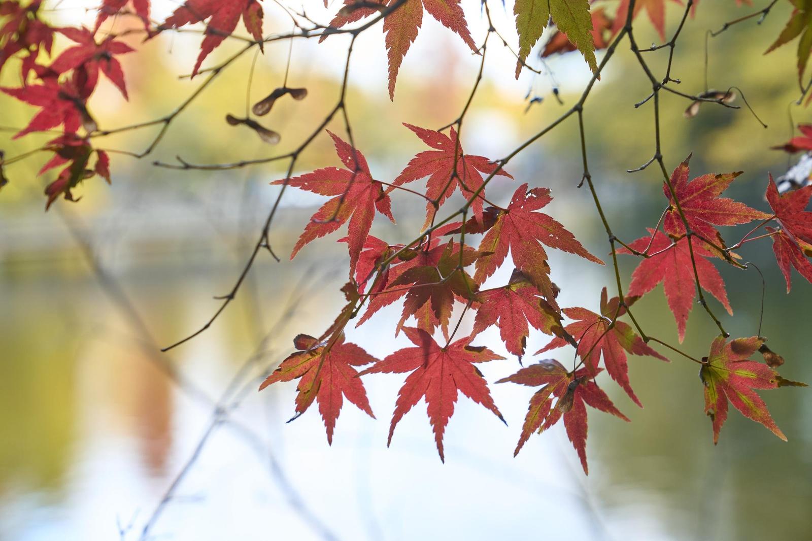 紅葉した葉を日光に透かすと、より鮮やかな色を楽しめる。