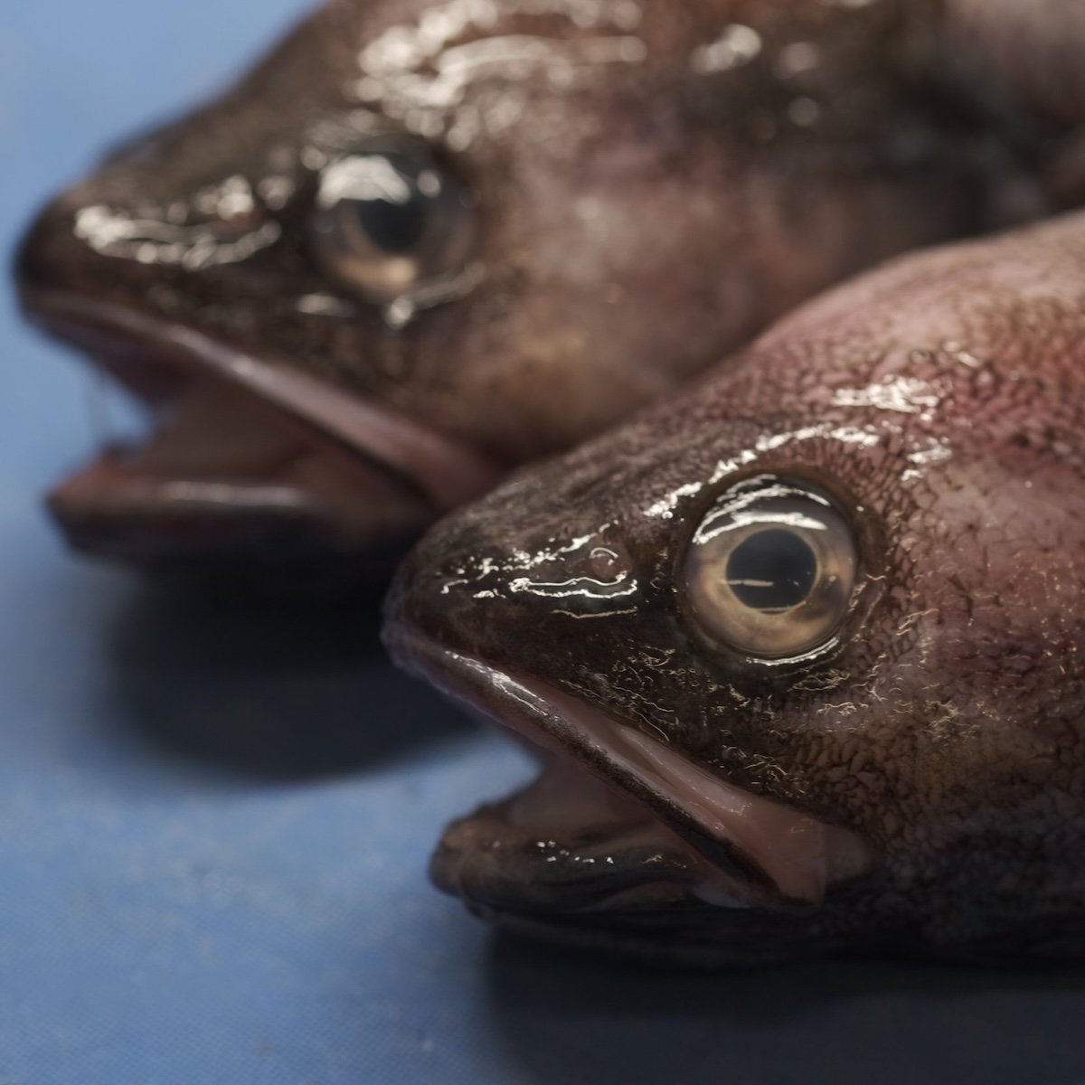 ドンコも、Tacos Barの創作タコスに使われる魚であるPhoto: courtesy of Los Tacos Azules