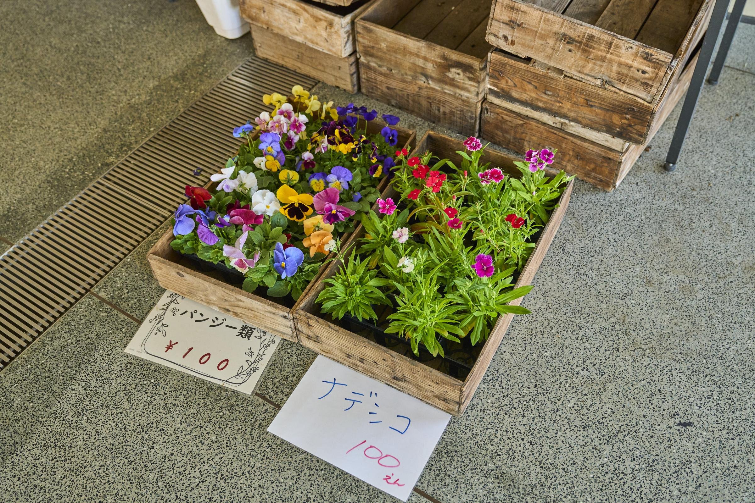 校内では花の苗などの農作物が販売されている