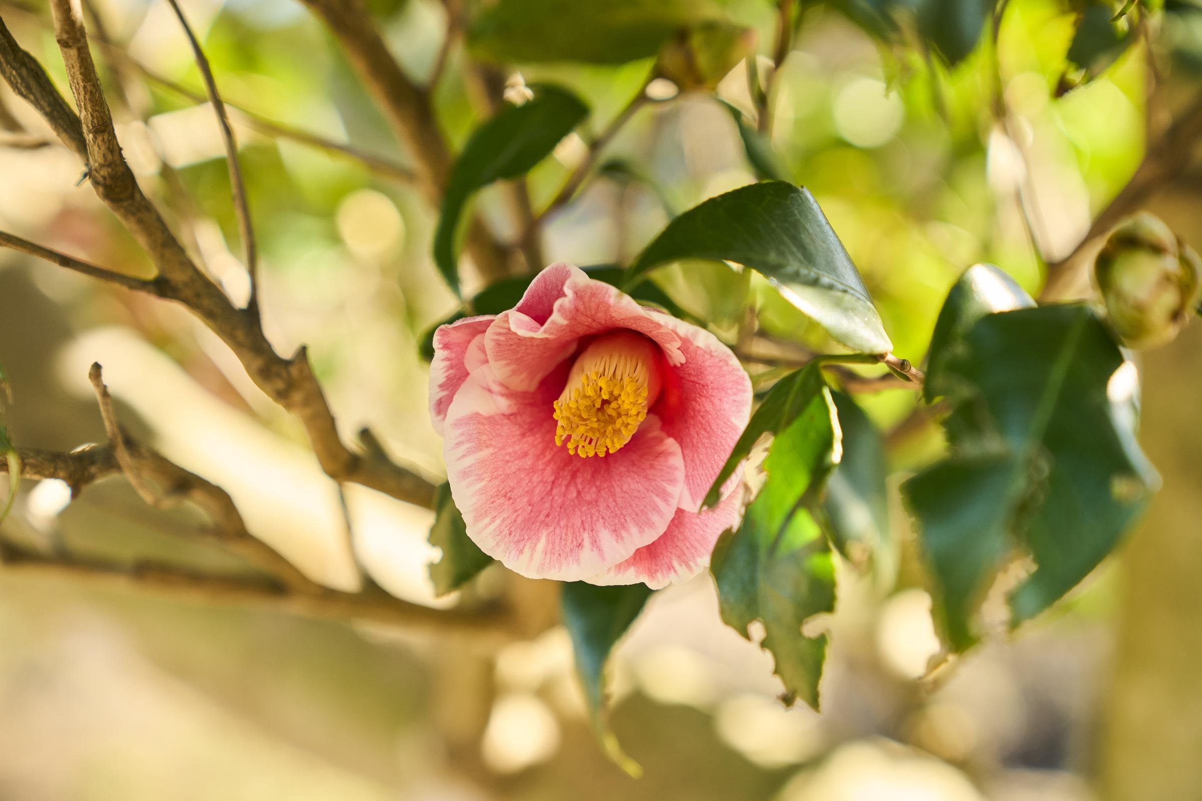 椿には色、大きさ、形、開花時期のさまざまなバリエーションがある