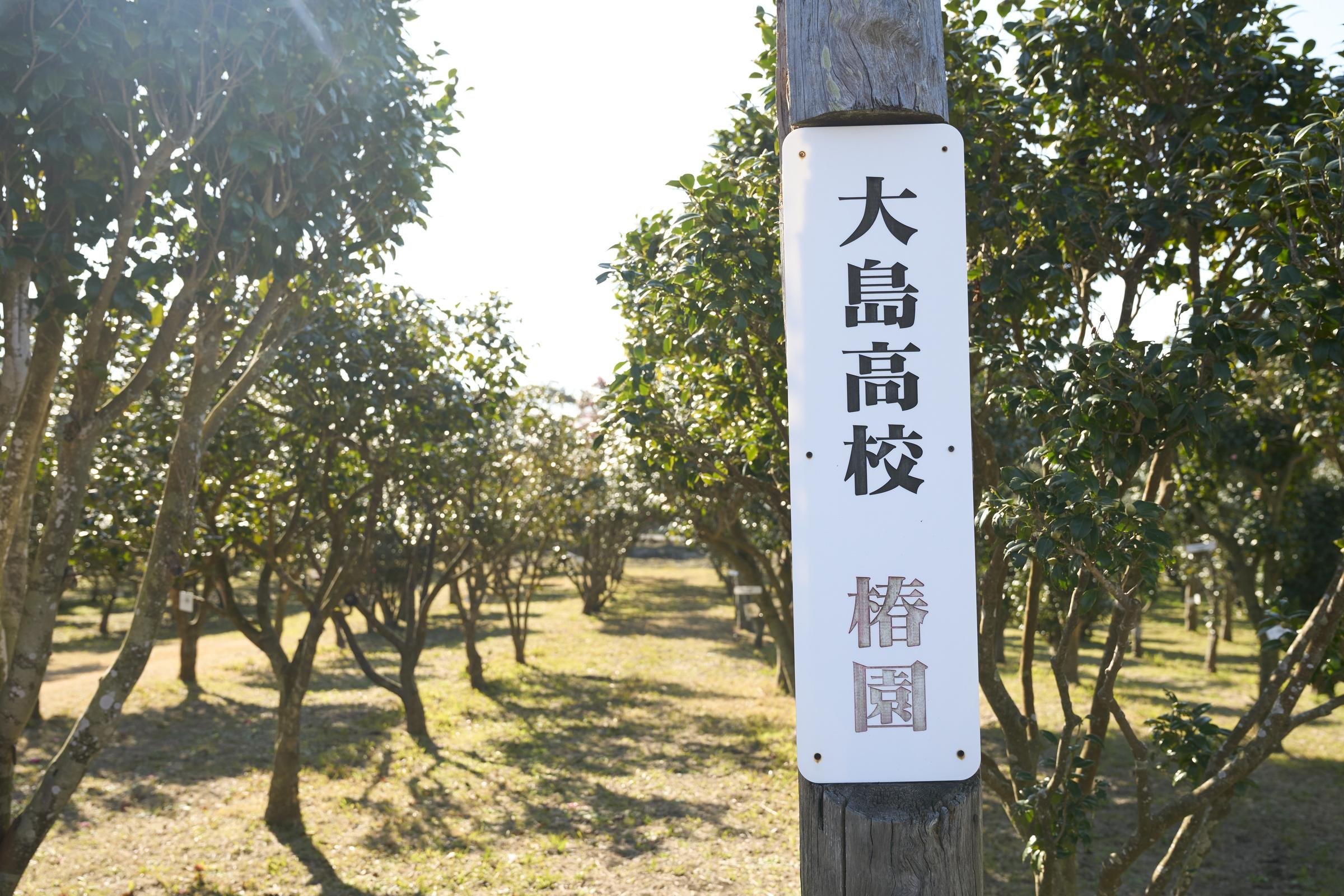 同校の椿園は「伊豆大島椿まつり」の時期に一般公開される