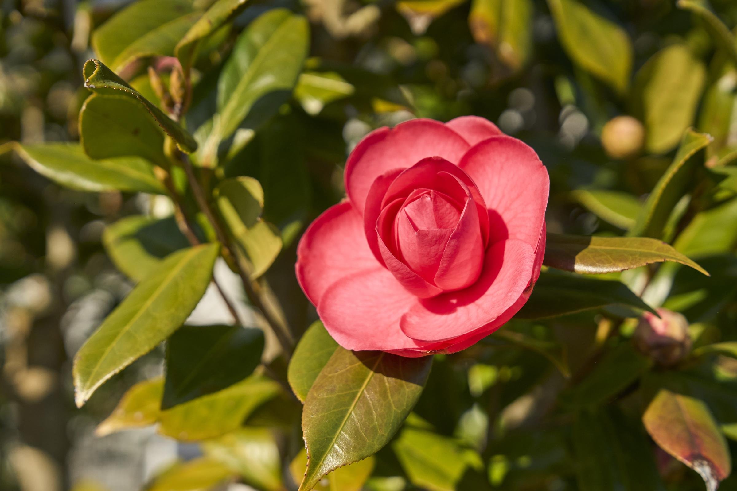 洋種園で満開を迎えたベルギー原産品種「マソティアナ・ルブラ」
