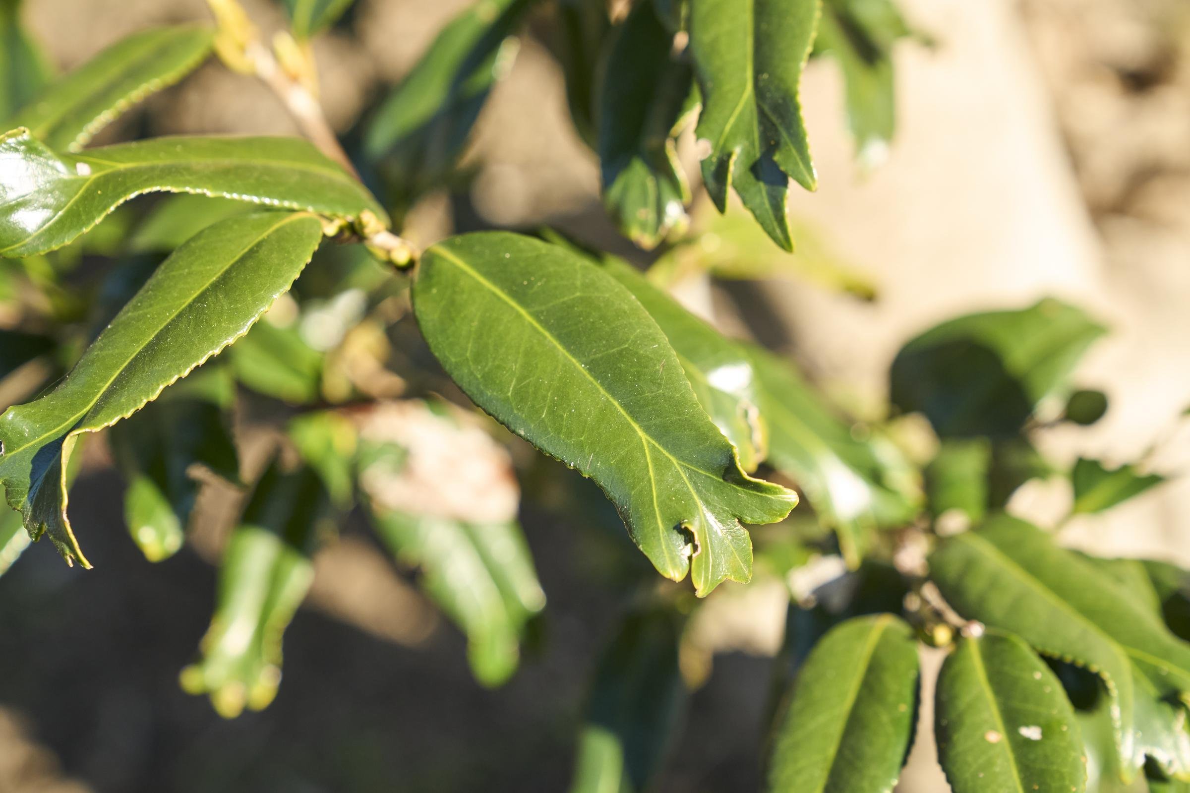 椿の品種の中には葉が金魚の尾状になるものがあり、花以外にも見どころがある