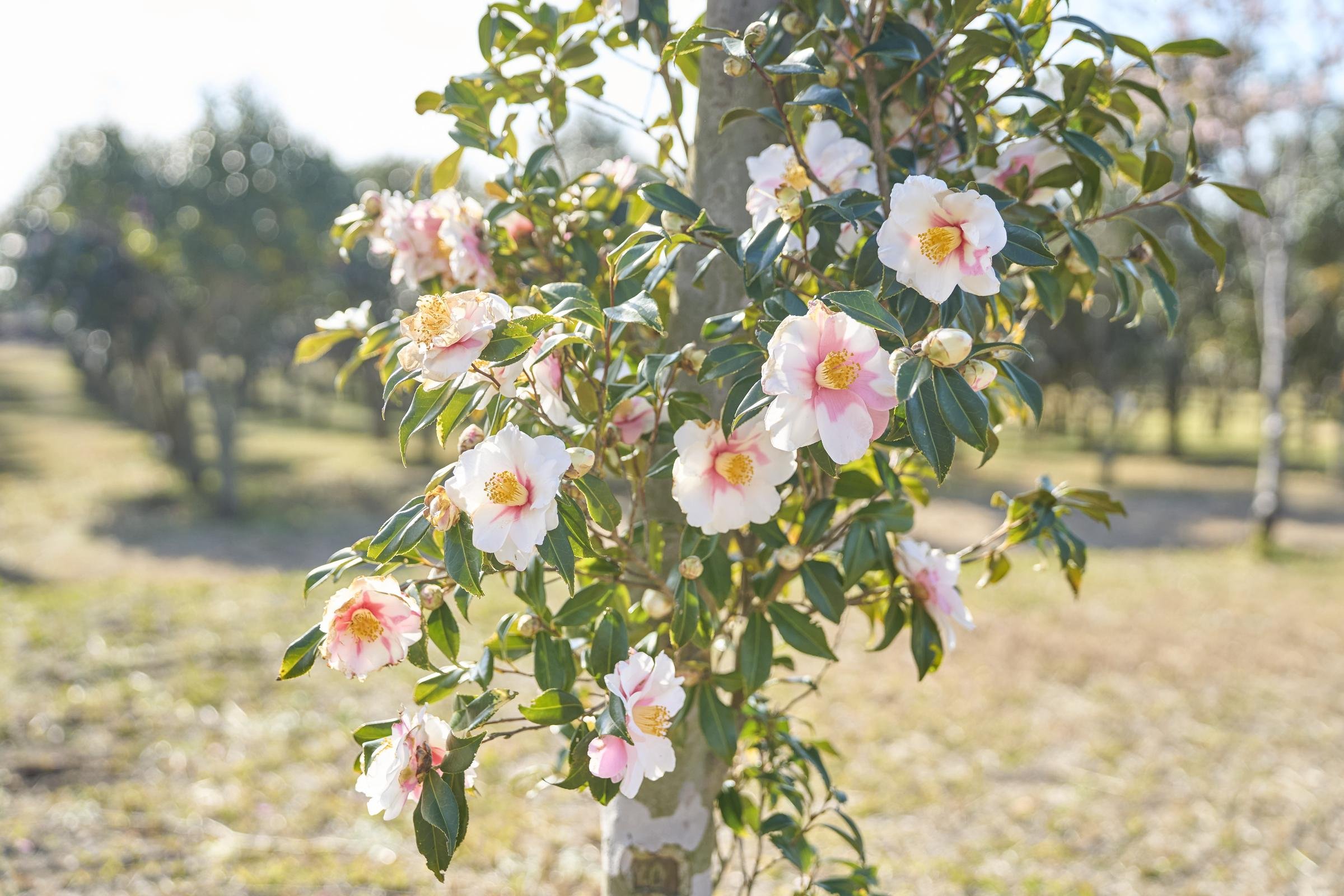 農林科の生徒は、椿園の案内役として海外からの訪問者とも交流する機会がある