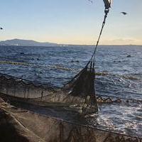 日本の海を守れ！　「魚食」を支えるトップシェフ集団の活躍の画像