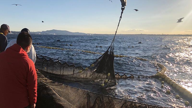 日本の海を守れ！　「魚食」を支えるトップシェフ集団の活躍