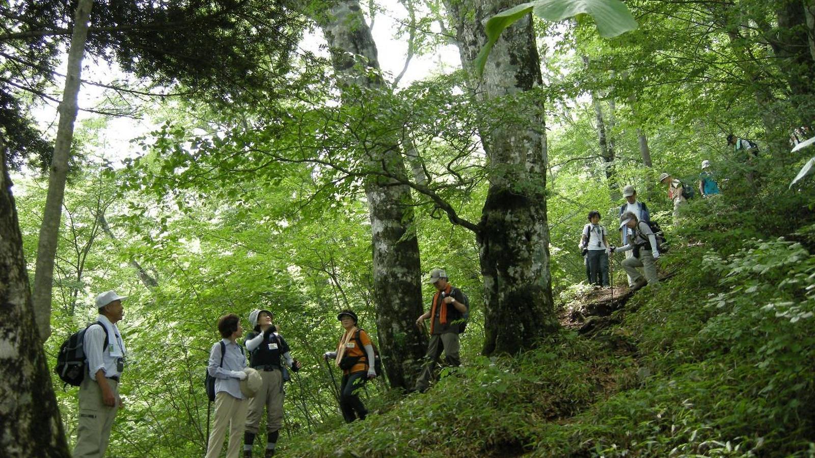 檜原都民の森の自然教室で登山を楽しむ参加者たち。