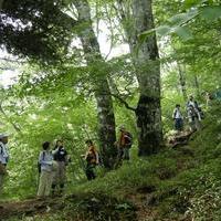 東京の大自然、2つの「都民の森」を知っていますか？の画像