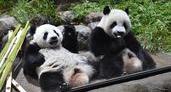 希少動物を守れ！上野動物園のもう一つの使命の画像