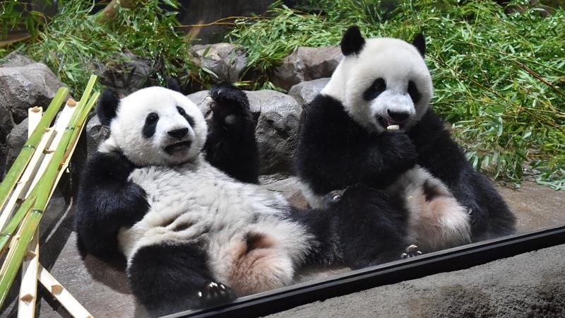 希少動物を守れ！上野動物園のもう一つの使命