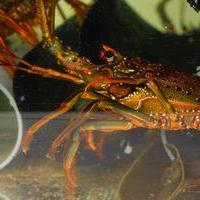 陸上養殖の先端技術で、食の未来を切り拓くの画像