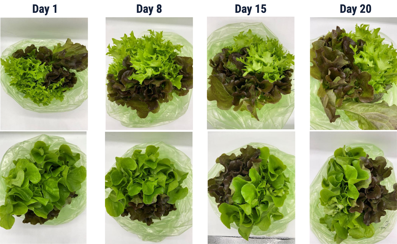 Lettuces.png