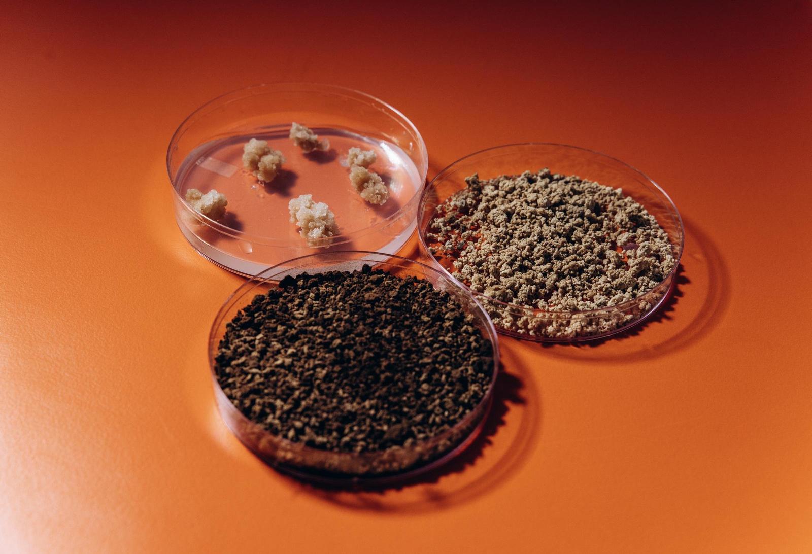 coffeesai cell-based coffee.jpg