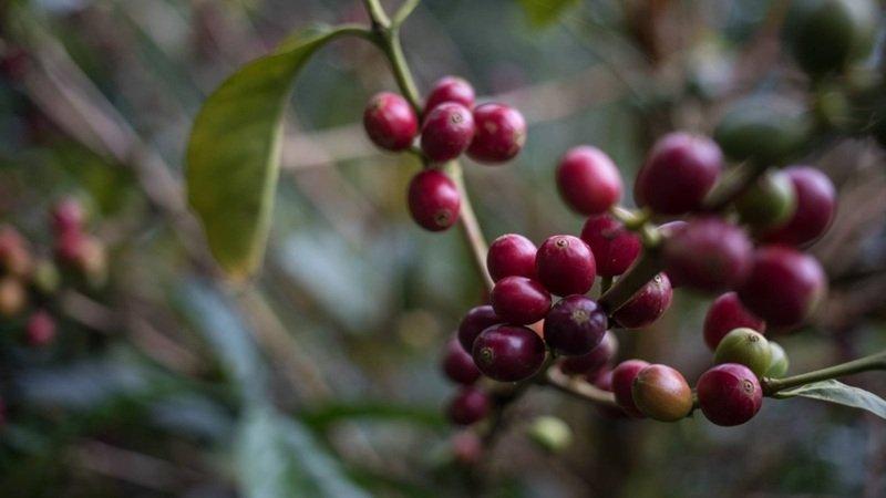 東京のコーヒーシーンに燦然と輝くゲイシャコーヒー