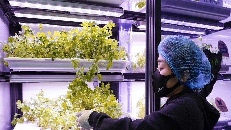 究極の地産地消を東京に──Infarmが考える、都市を支える次世代の農業