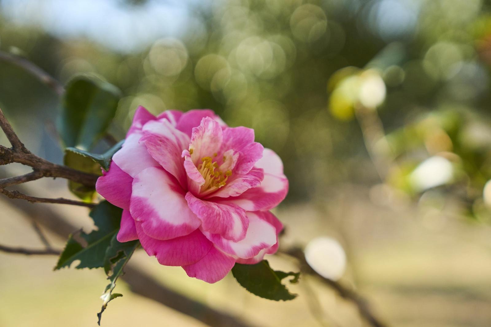 ooshima0113_0143 1.jpg