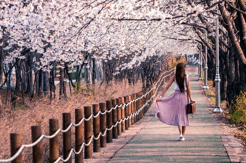 cherry-blossoms-seoul-taryn-elliott-pexels.jpg
