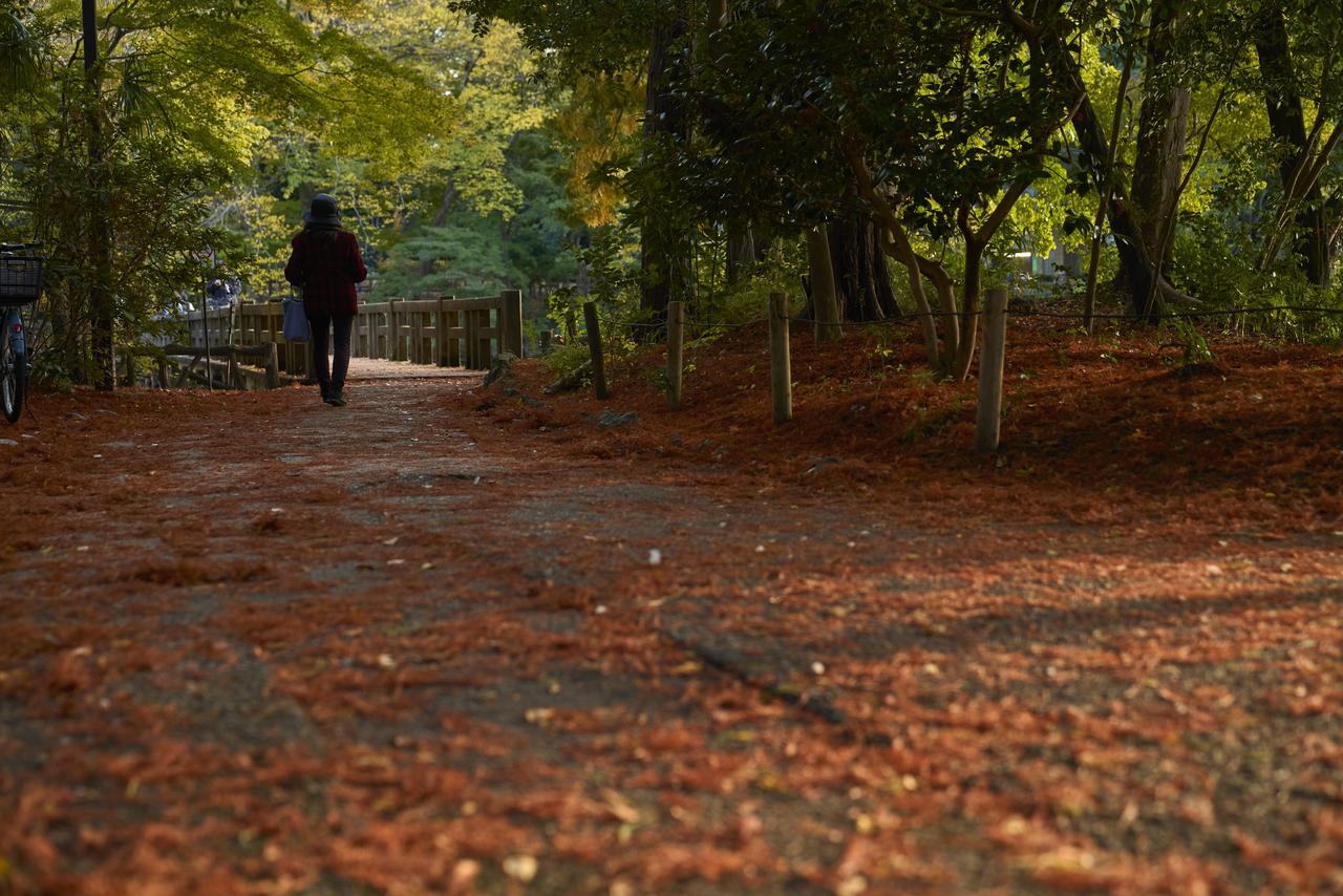 The path leading from behind Aquatic Life Park to the Benten Bridge is like a corridor of fallen leaves.