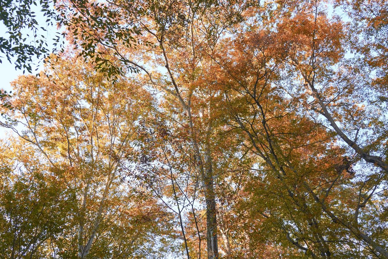 The woods of Gotenyama, with East Asian hornbeam, Jolcham oak, and sawtooth oak in yellow and orange