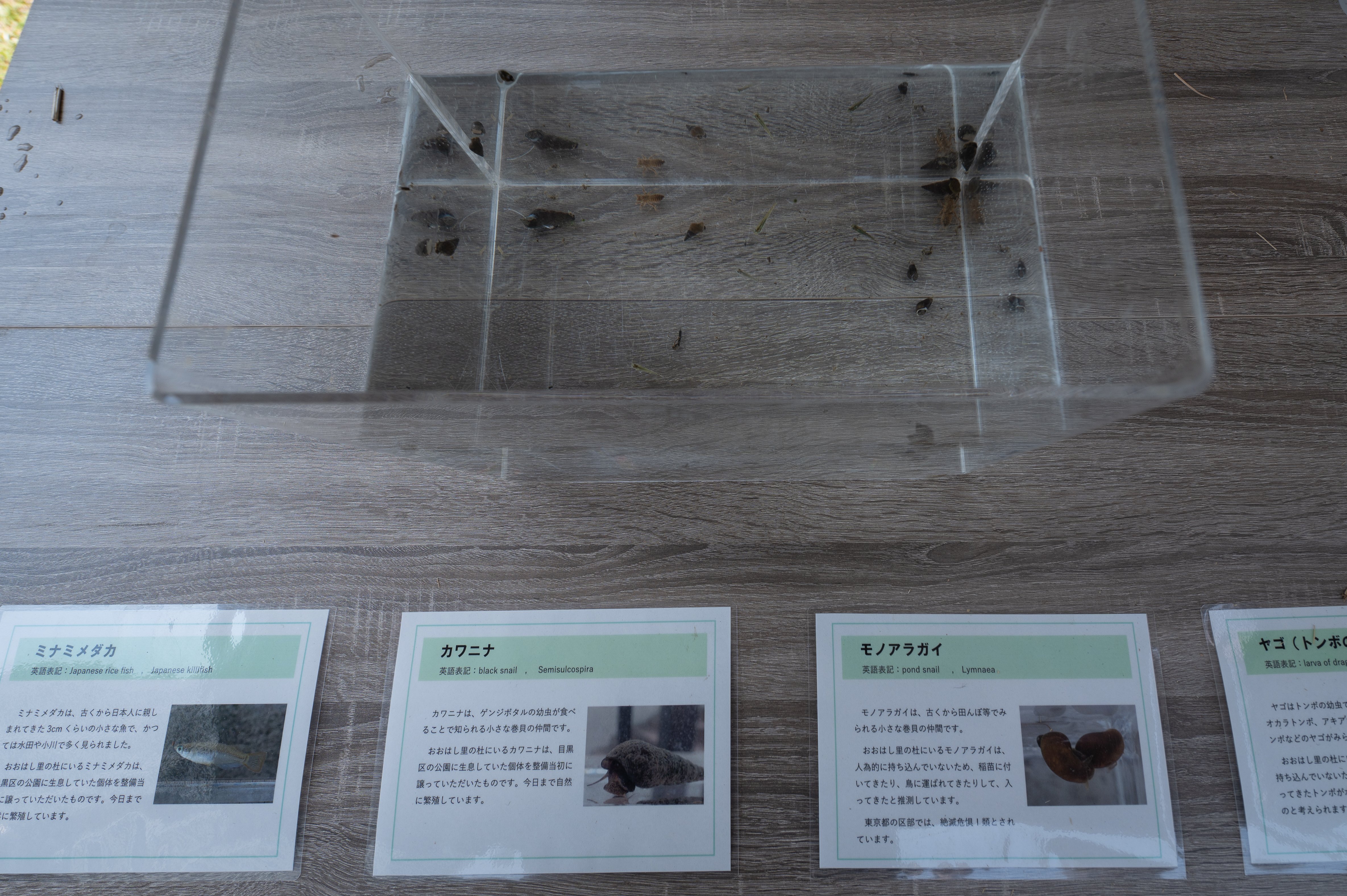 Dragonfly larvae and Japanese rice fish in the water.