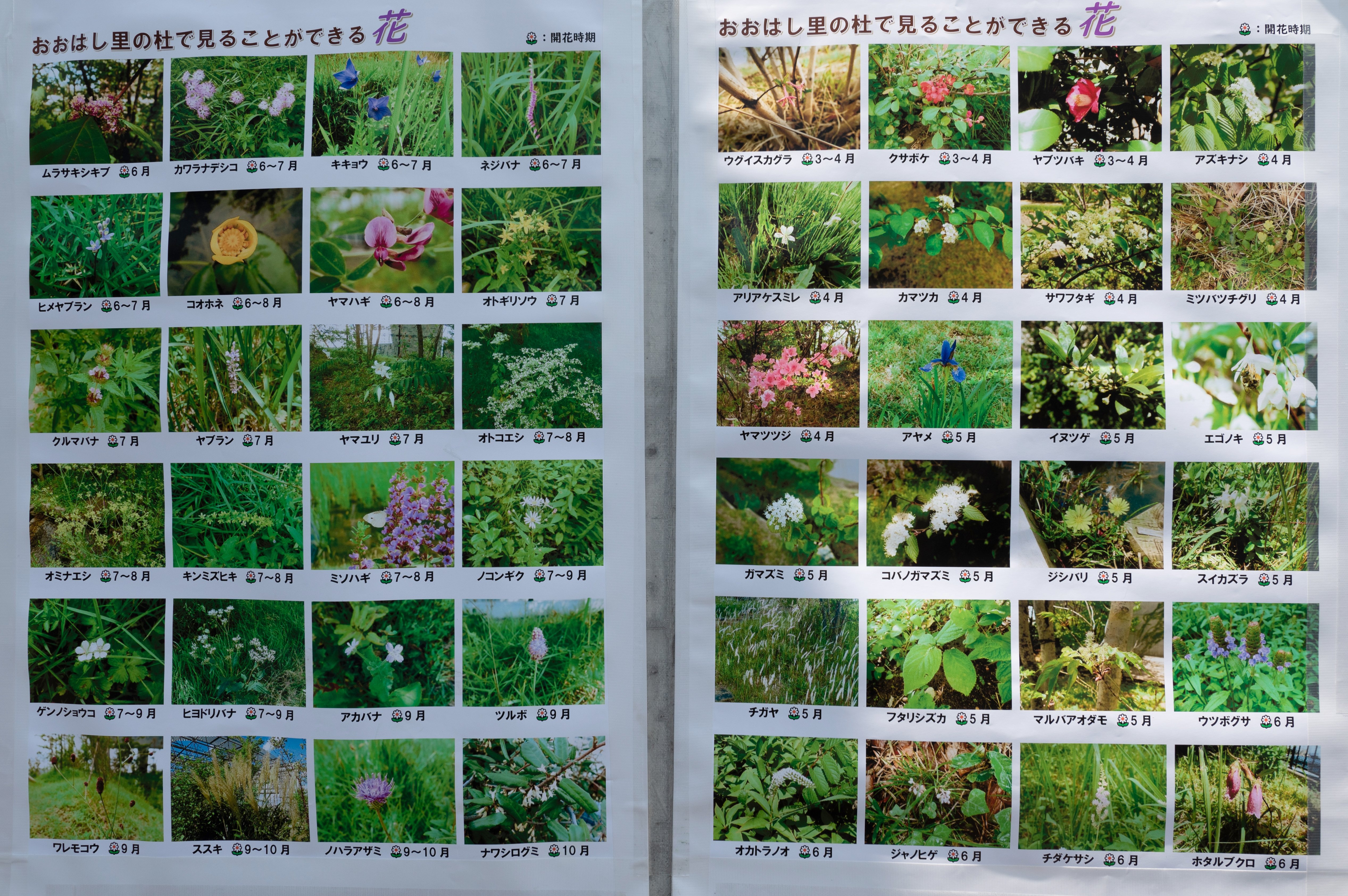 Various flowers can be seen at Ohashi Sato no Mori.