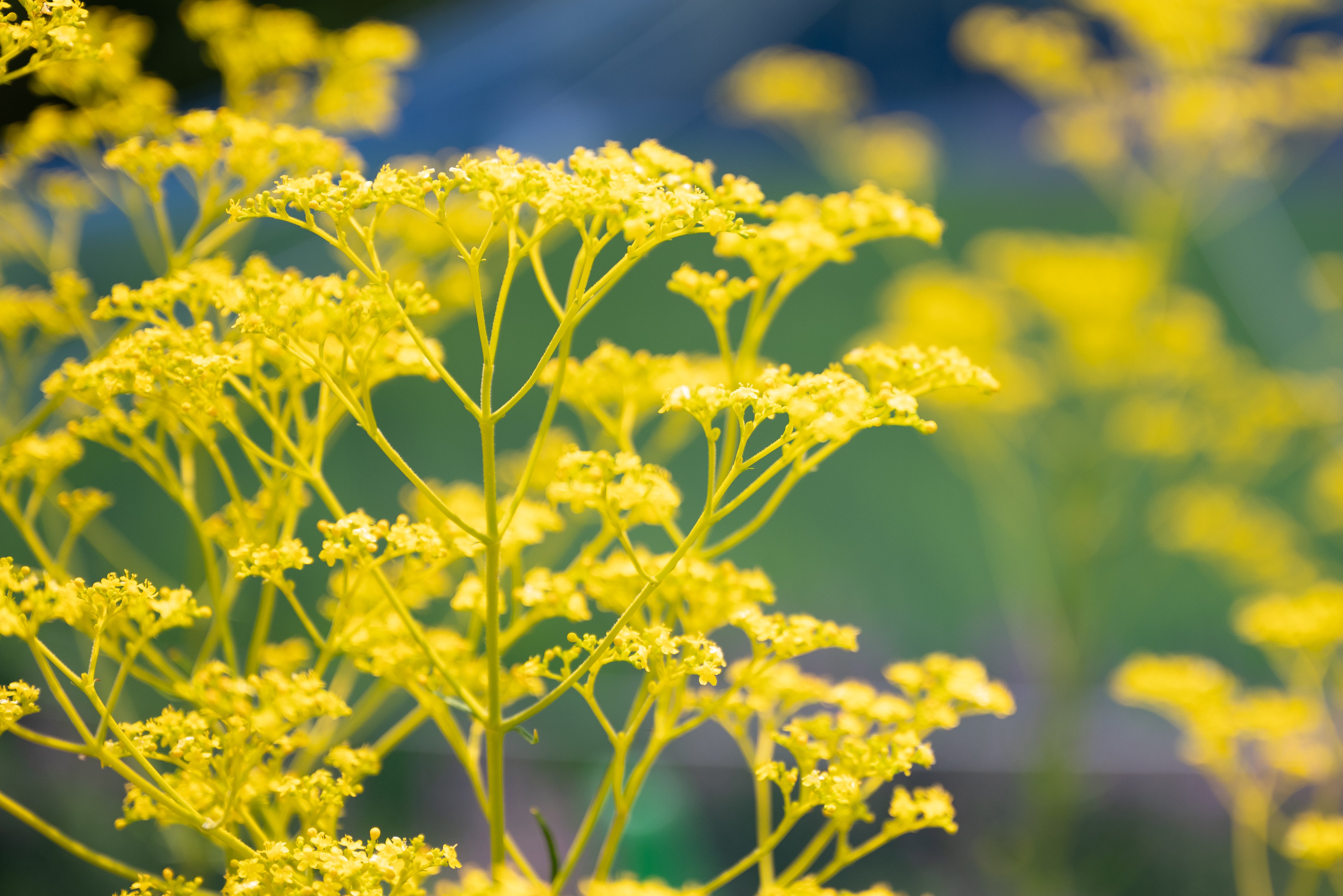 Eastern valerian, one of the seven flowers of autumn.