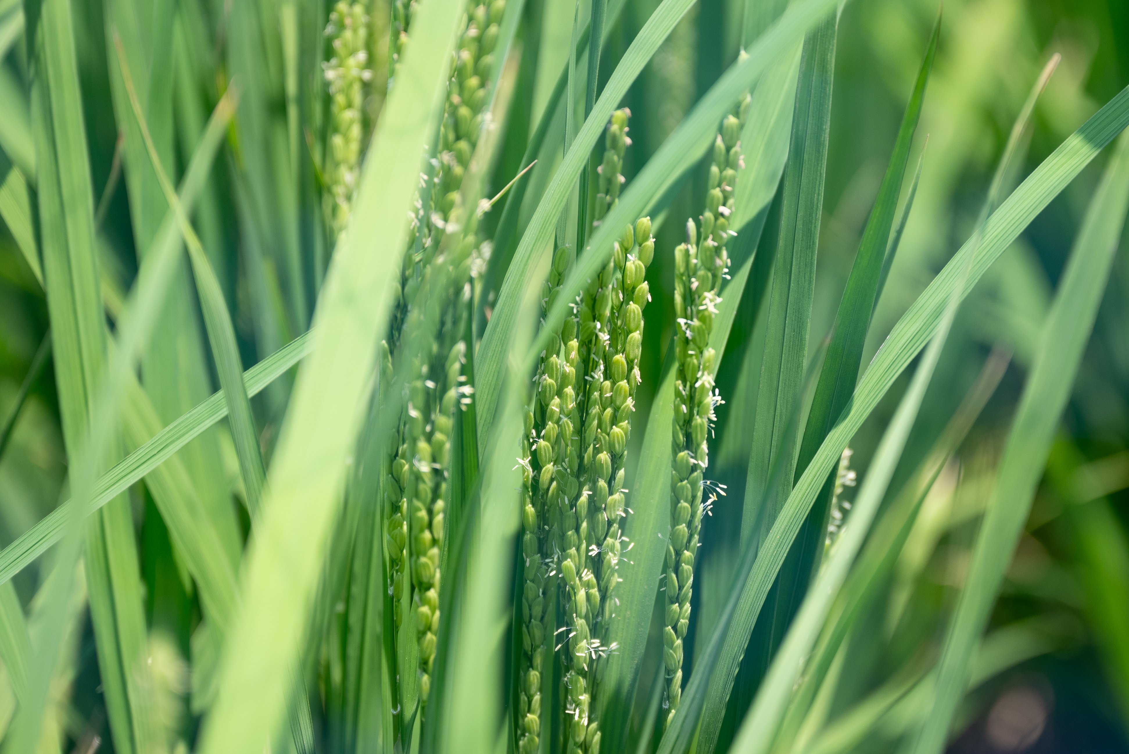 The rice variety grown here is Fusakogane.