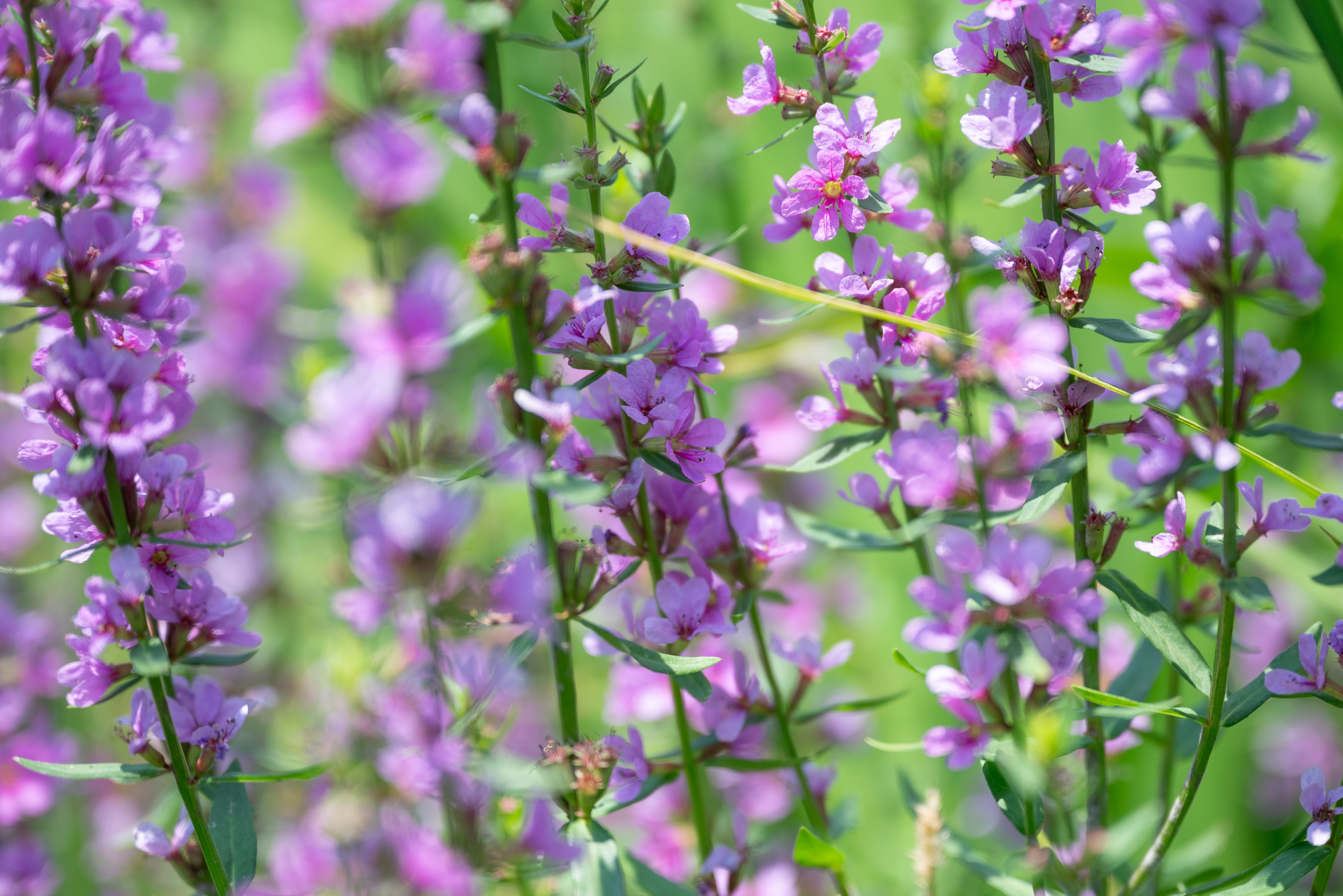 Misohagi, once native to the Meguro River area.