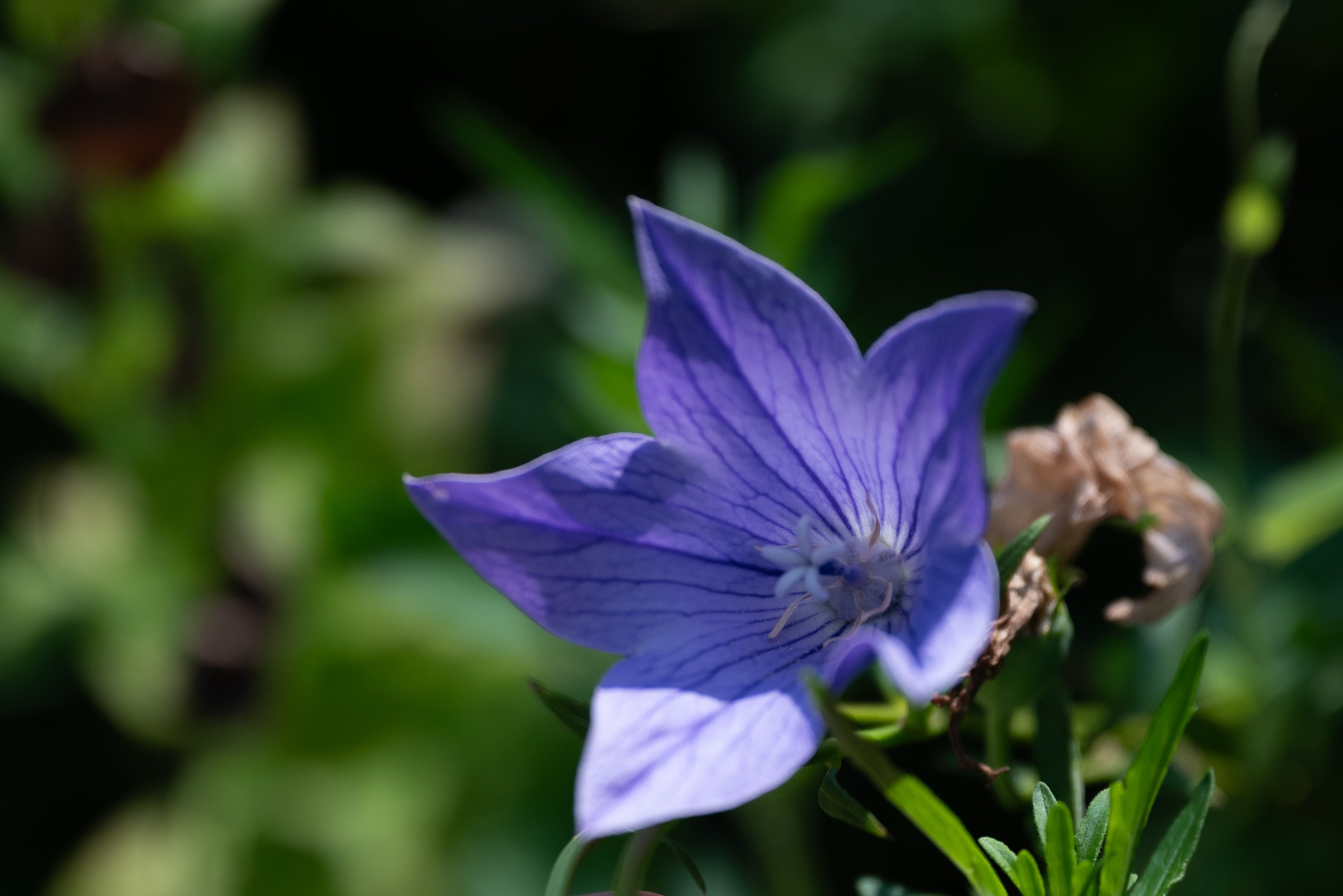 Balloon flower, in bloom from June to August.