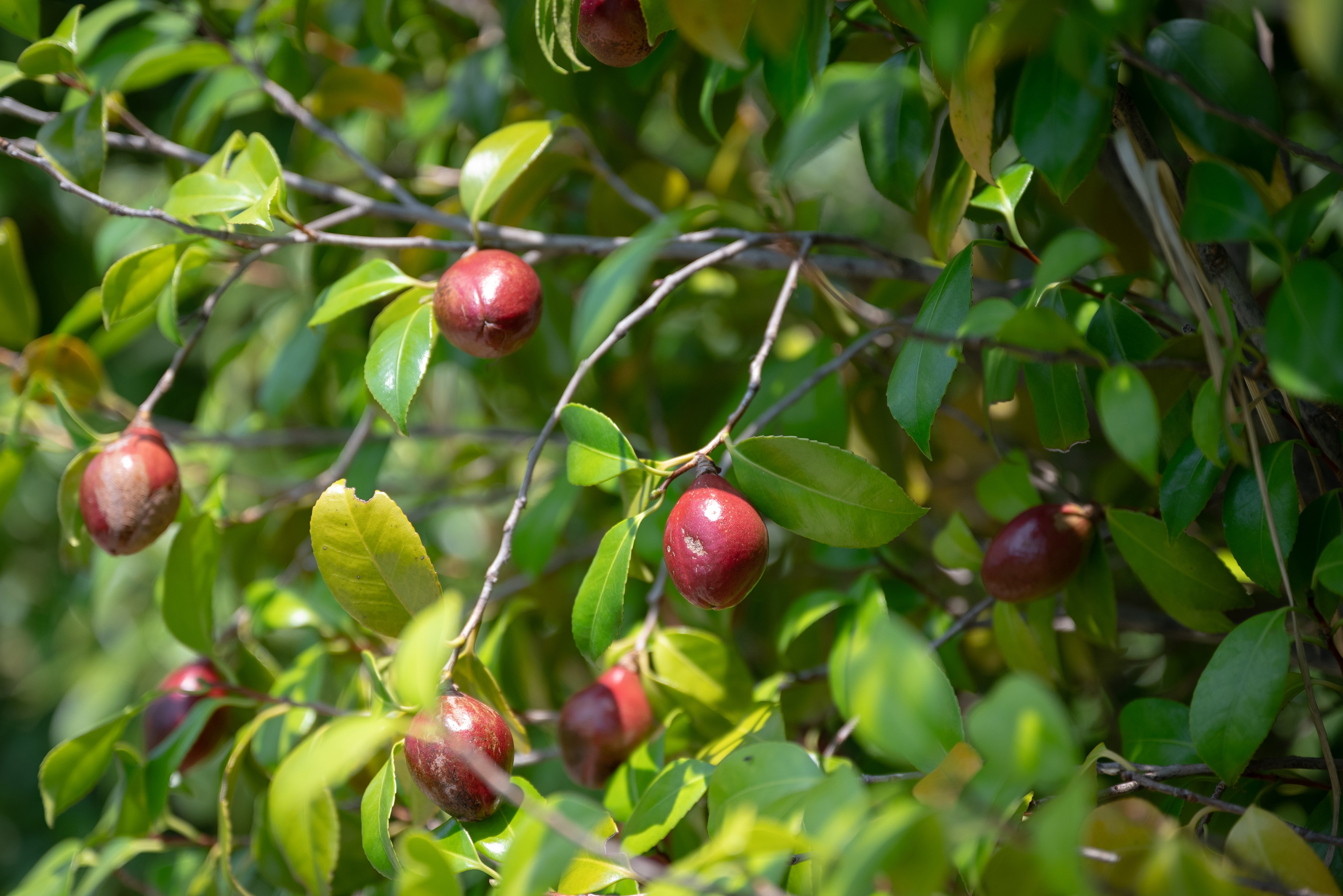 Japanese camellia bears red fruit in summer.