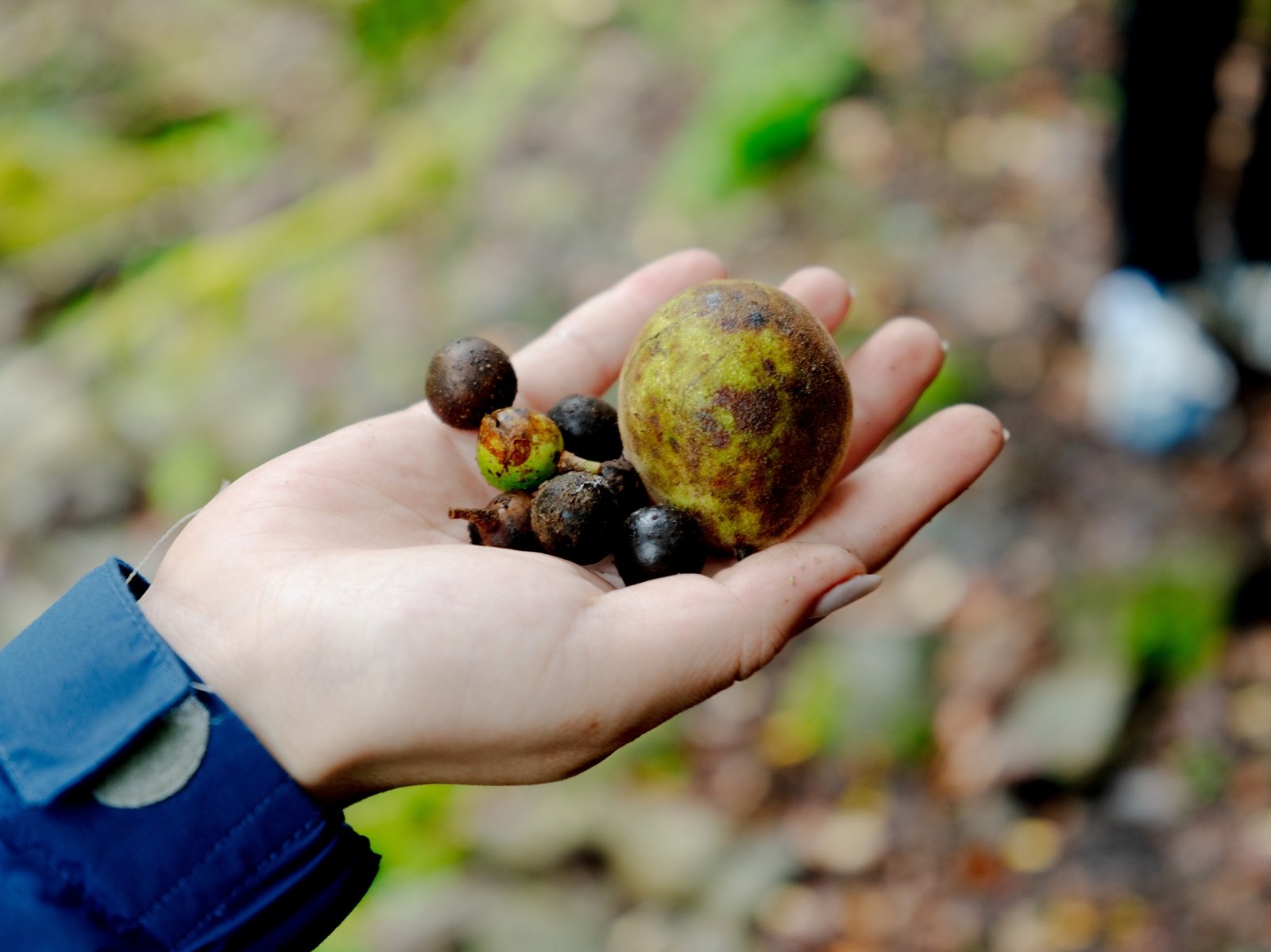 Nuts of native tree species at Tsunagu Mori.