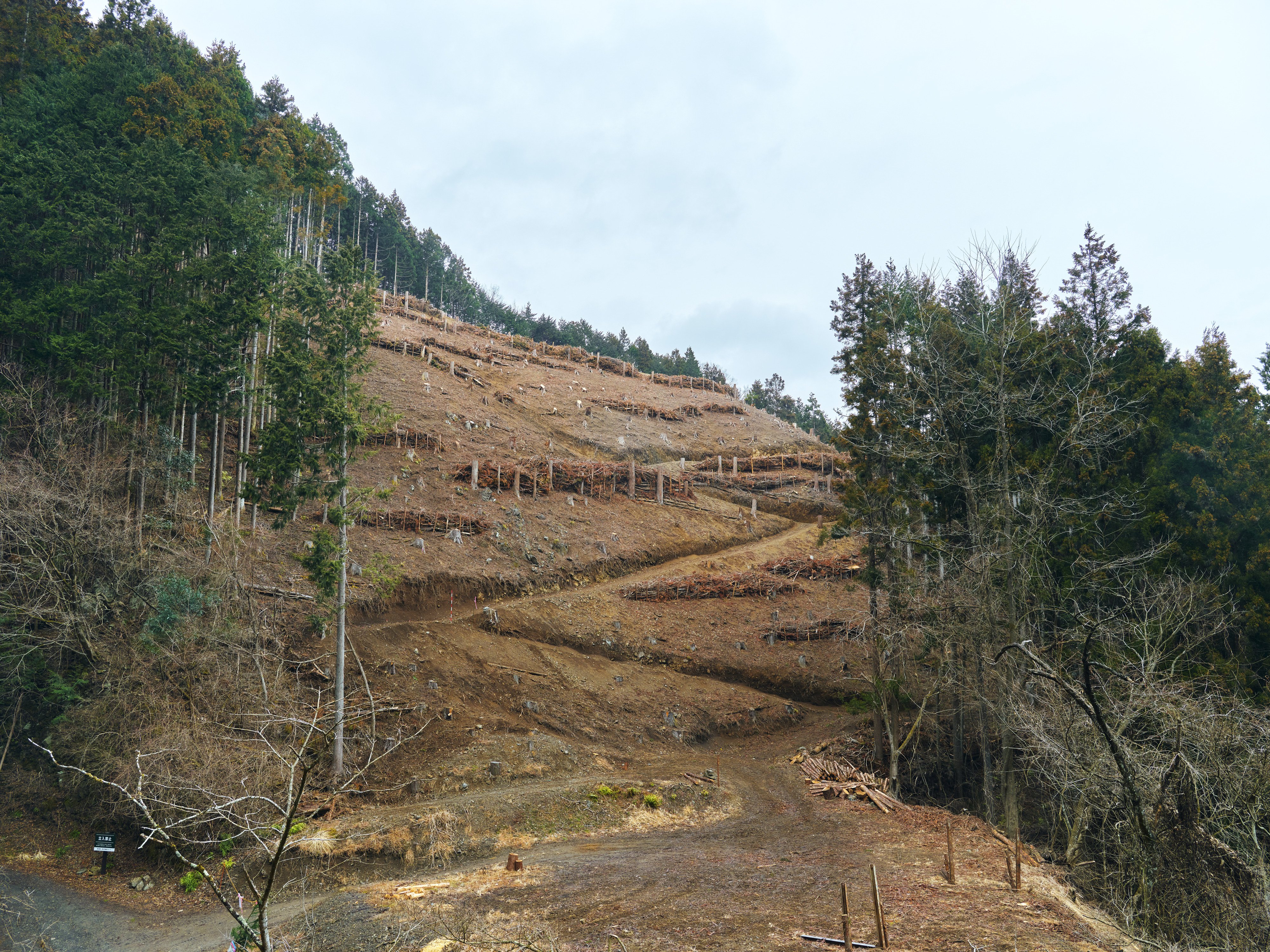 Felled ground in Logging-Biodiversity Symbiosis Zone in Tsunagu Mori.