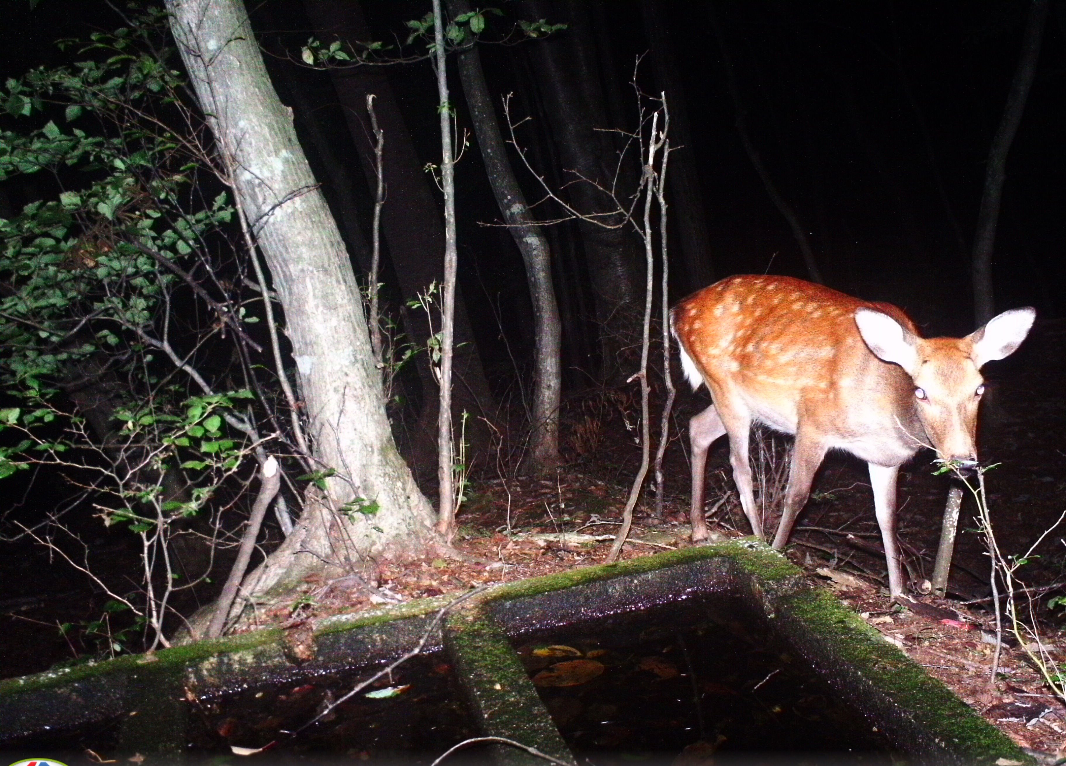 A Japanese sika deer was photographed during an ecosystem survey at Tsunagu Mori.