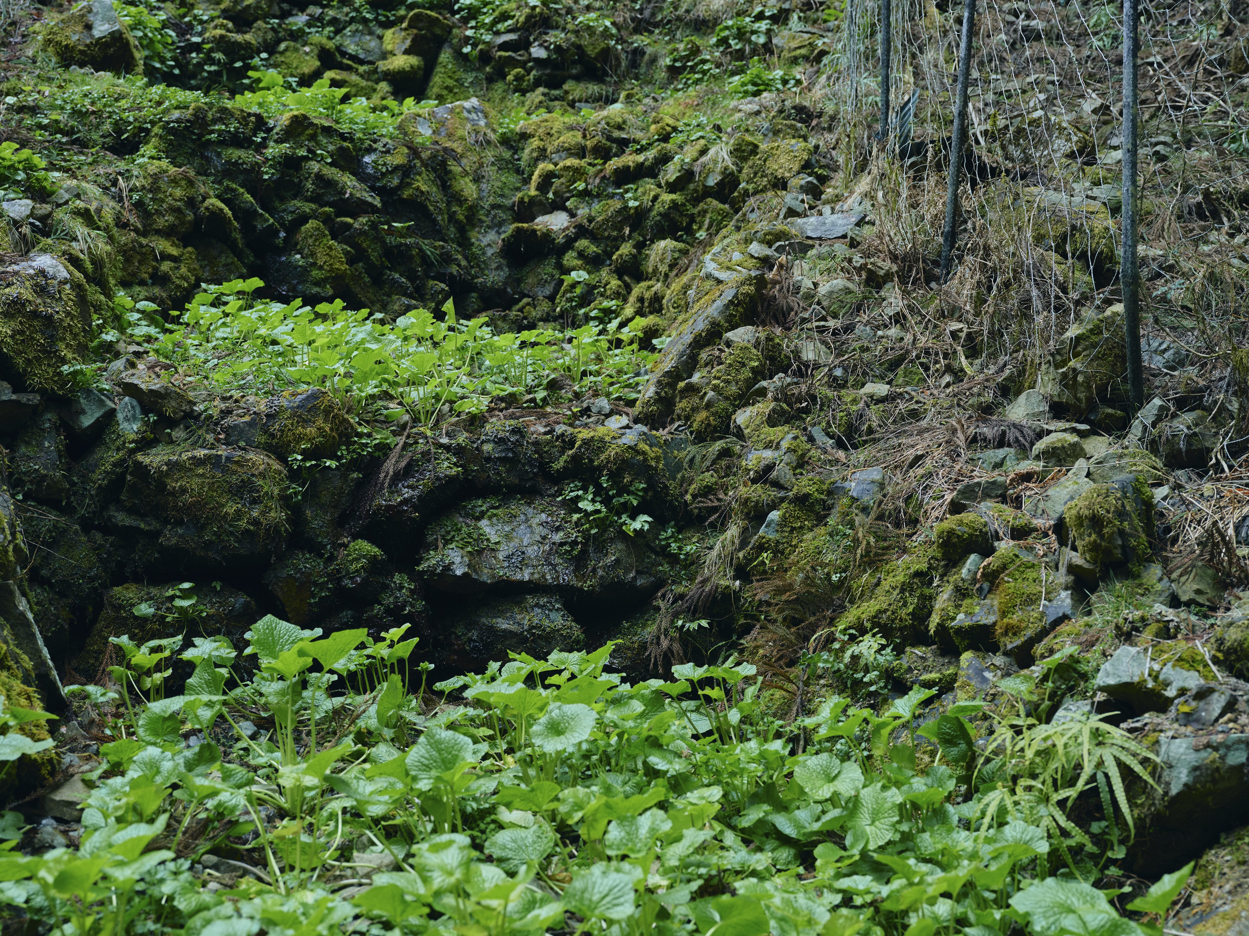 Wasabi paddy in Stream Conservation Zone in Tsunagu Mori.
