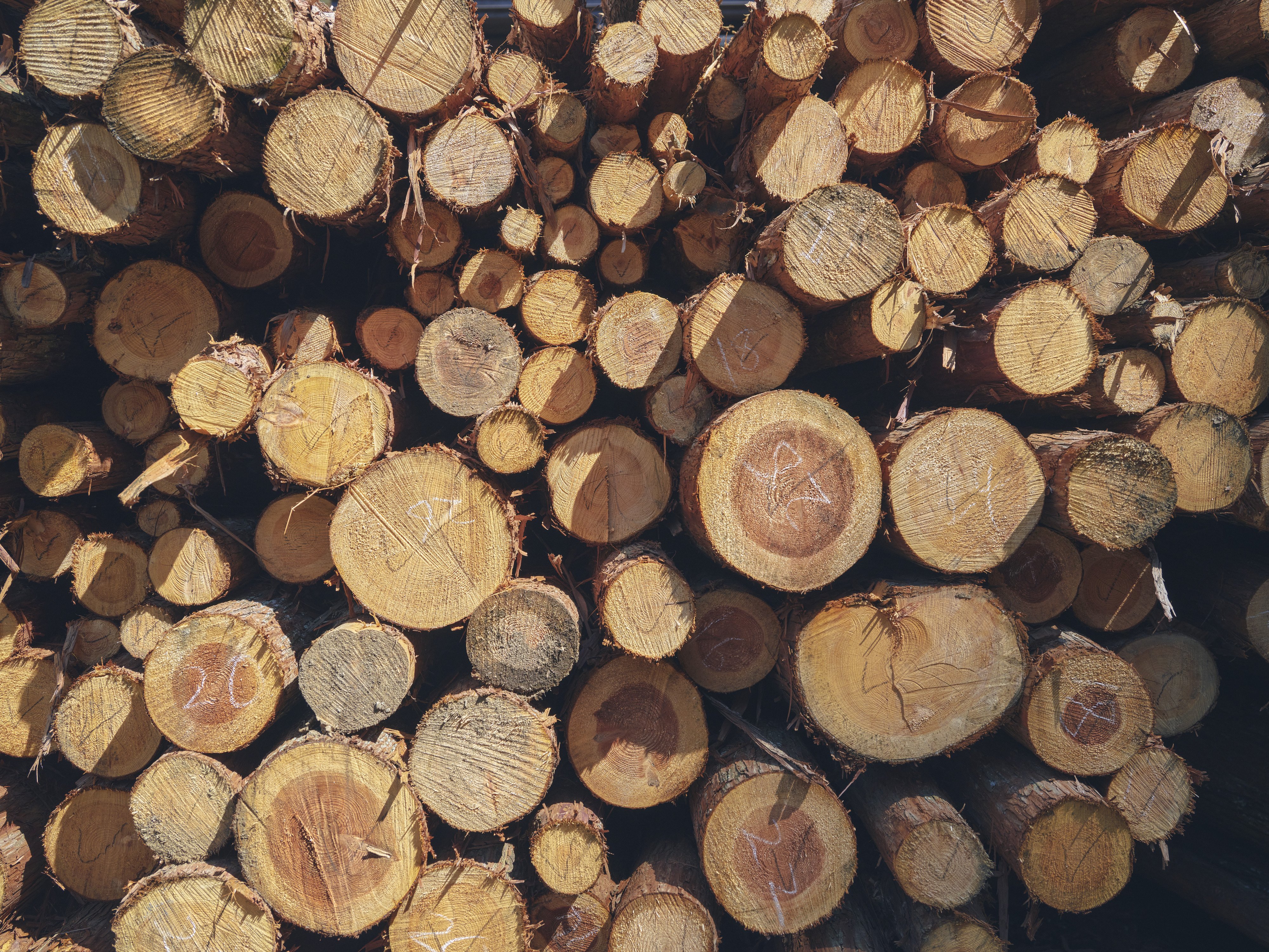 Class-C and D wood harvested from Tsunagu Mori.