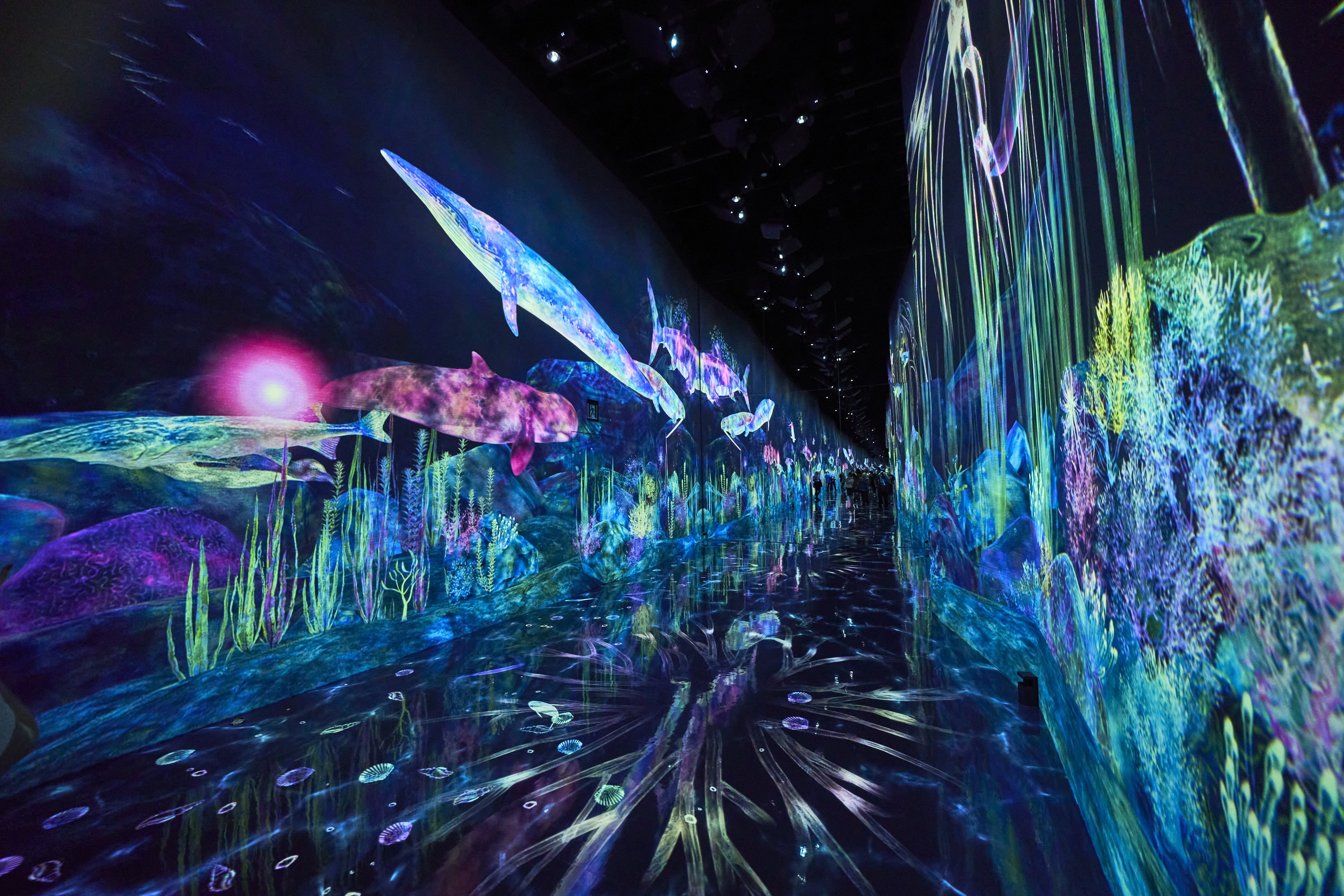 Catching and Collecting Extinct Forest.