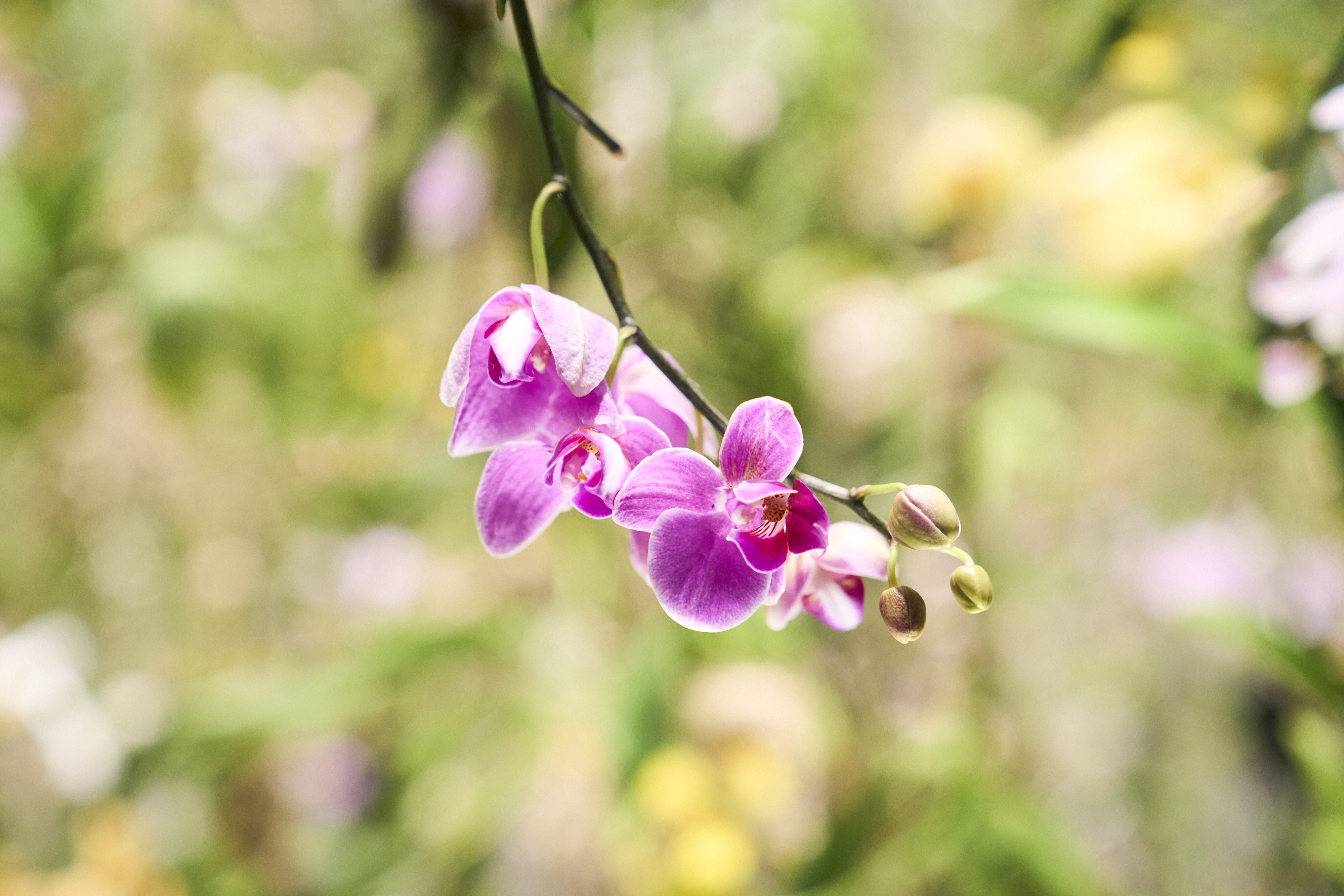 Floating Flower Garden: Flowers and I are of the Same Root, the Garden and I are One.