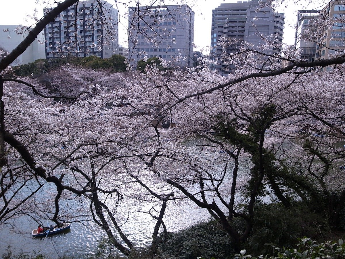 buildings-and-cherry trees.jpg