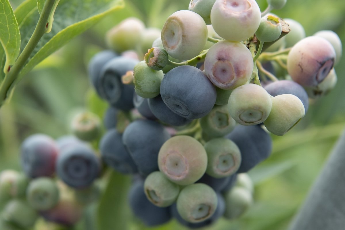 5_blueberry.jpg