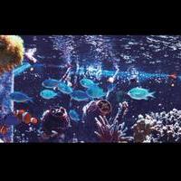 The Quest to Keep Coral Aliveの画像