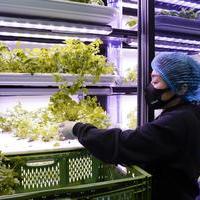 Achieving the Ultimate Form of Local Food Production and Consumption in Tokyo: Infarm's Vision of a Next-generation Agriculture Capable of Supporting our Urban Populationの画像
