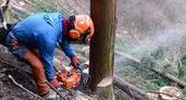 Save the Decaying Forestry Industry! New Challengers Inheriting 