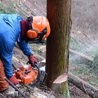 Save the Decaying Forestry Industry! New Challengers Inheriting 
