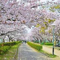 Taking a Stroll Through a Digital Recreation of Ueno Park!の画像