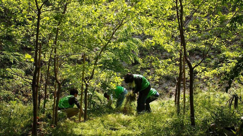 The 2,300 Rangers Protecting Mother Nature in Tokyo