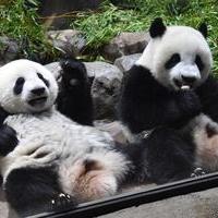 Ueno Zoo's Mission to Protect Endangered Animalsの画像