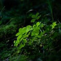 <em>Shinrin-yoku</em>: A Guide to Tokyo Forest Bathingの画像