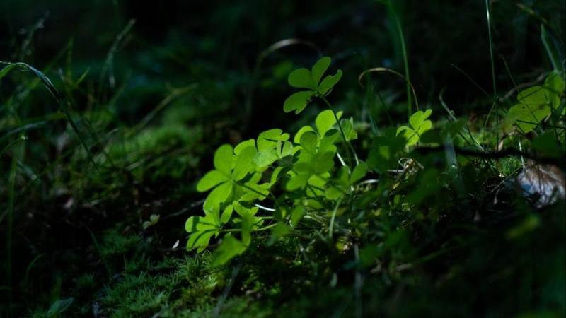 Shinrin-yoku: A Guide to Tokyo Forest Bathing