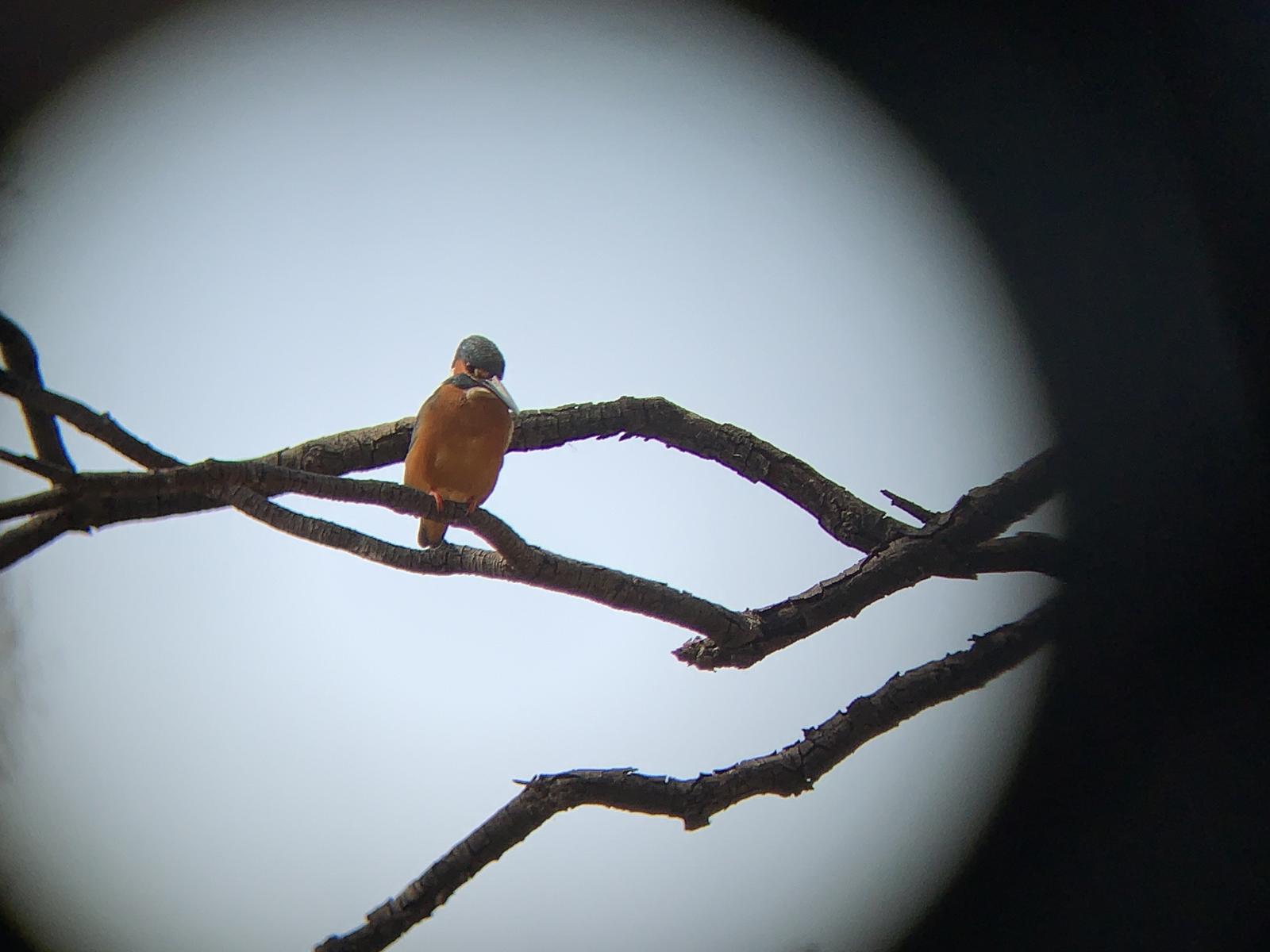 kingfisher_InokashiraPark_Tokyo_KenjiHall.JPG